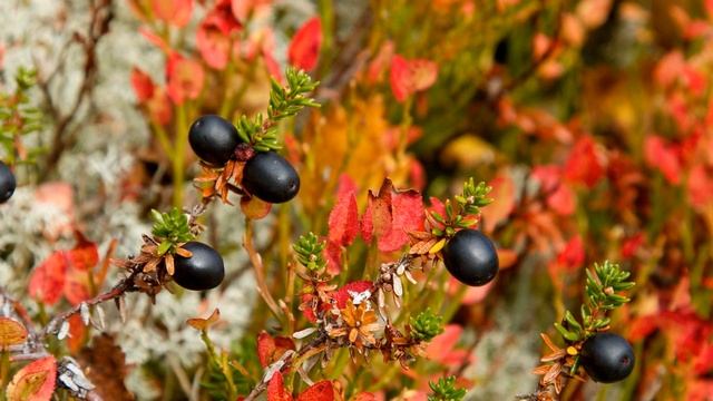 Осенняя прогулка. Красочная палитра, веселая музыка, журчание ручья для хорошего настроения.
