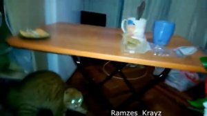 Лучшие приколы!Испуг собак и котов!