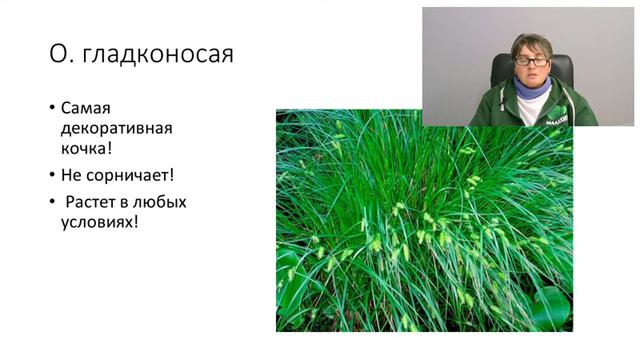 Декоративные травы для сада смотреть онлайн