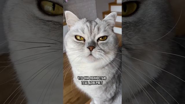 Что такое кошачий поцелуй #кот #кошка #shorts смотреть онлайн