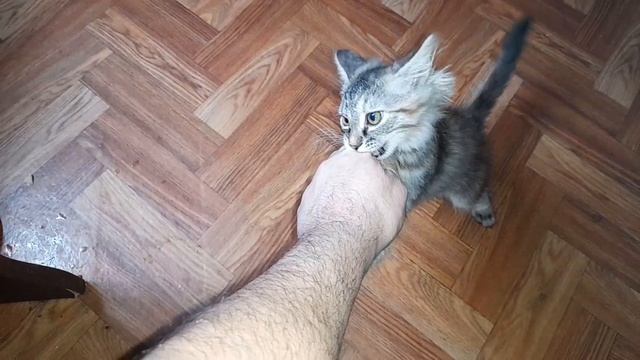 Отака Нюши ? смотреть онлайн
