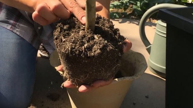 PLUMERIA TIPS: Potting, Cutting & IV Organic Tree Guard Paint смотреть онлайн
