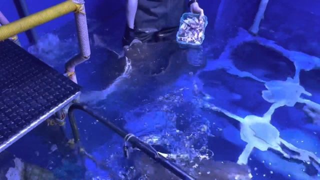 THE ULTIMATE EXPERIENCE | AQUARIUM & UNDERWATER ZOO | A MUST VISIT | DUBAI TOURIST ATTRACTIONS смотреть онлайн