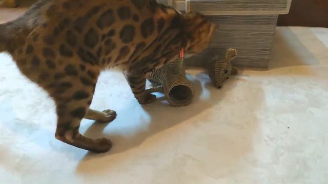 Бенгальская кошка Миля _ вкусный сюрприз для кошки смотреть онлайн