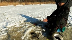 ? Ловля плотвы на зимний фидер. Первый раз ловлю зимой на фидер в феврале