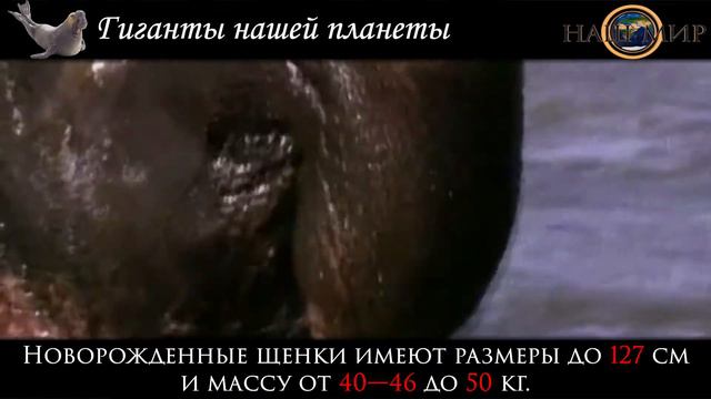 Гиганты нашей планеты! #самые #большие #животные #нашей планеты смотреть онлайн