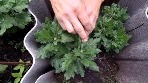 Особенности выращивания горшечной хризантемы