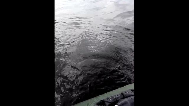 Ловлю щуки на р.Воронеж #1