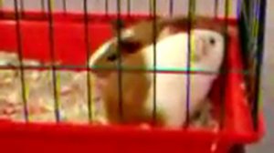 спаривание морских свинок