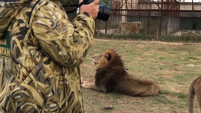 Фото среди львов, СТРАШНО, но человек ЛЕВ рядом! Тайган. смотреть онлайн