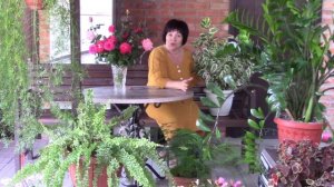 Красивые крупные комнатные растения..mp4