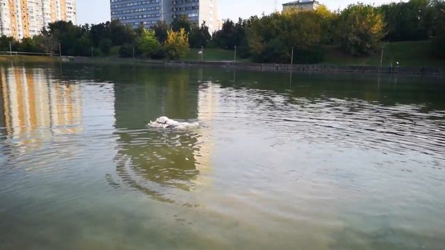 тесен мир смотреть онлайн