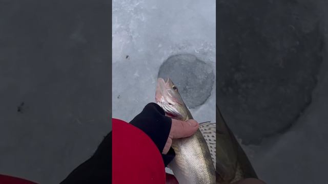 Судак на жерлицы ! Яуза #рыбалка #судак #жерлицы #водохранилище смотреть онлайн