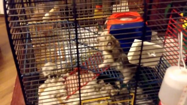 Хомяк который боится ветра!!! смотреть онлайн
