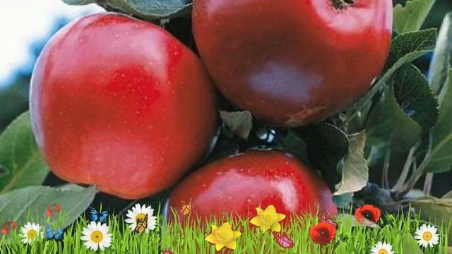 Яблоня обыкновенная Катя ? Обзор: посадка и уход. крупномеры яблони Катя: описание и особенности смотреть онлайн