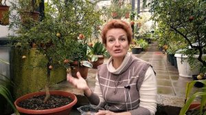 Как вырастить комнатный гранат