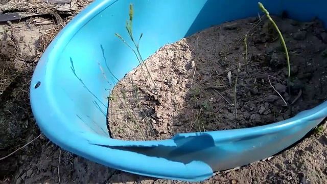 Грядка экзотическая. Артишок,спаржа смотреть онлайн