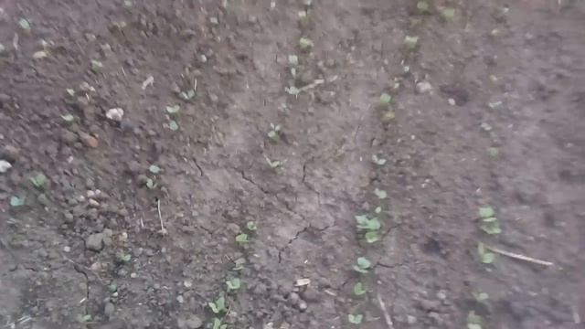 Котлетки.Полуфабрикаты.Садово-огородный влог. смотреть онлайн