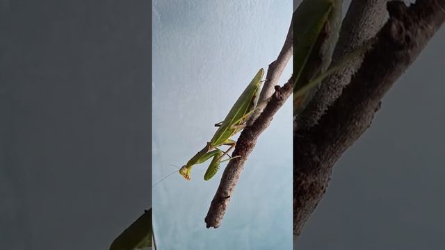 Самка богомола отложила оотеку( яйцо)/ the female praying mantis postponed the library/ 雌螳螂推迟了图书 смотреть онлайн