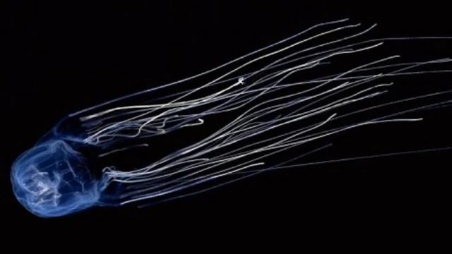 самая ядовитая медуза в мире смотреть онлайн