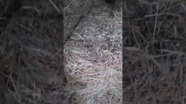 Луговое сено в тюках. смотреть онлайн