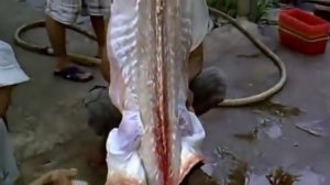 Разделка Крокодила-1