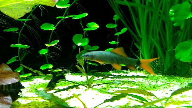 Лабео зеленый ( Epalzeorhynchos frenatus)(rainbow shark) смотреть онлайн