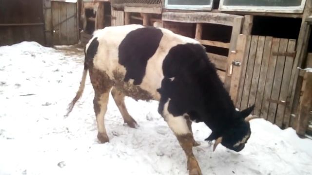 Бык 1 год 9 месяцев смотреть онлайн