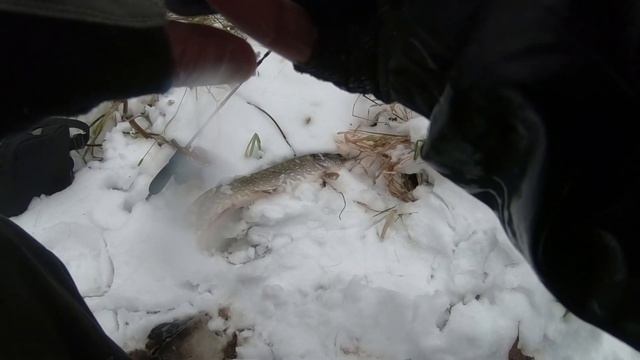 Какого калибра "Колибри". Мормышинг - микроджиг. смотреть онлайн