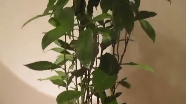 "Лавр Благородный-2. Вредители! Это – щитовка? "Лаврик" – как помочь?" смотреть онлайн