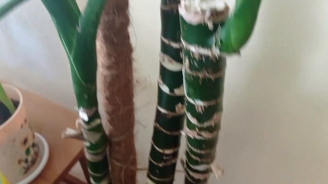 Зефирантес или Выскочка. Уход и цветение. смотреть онлайн