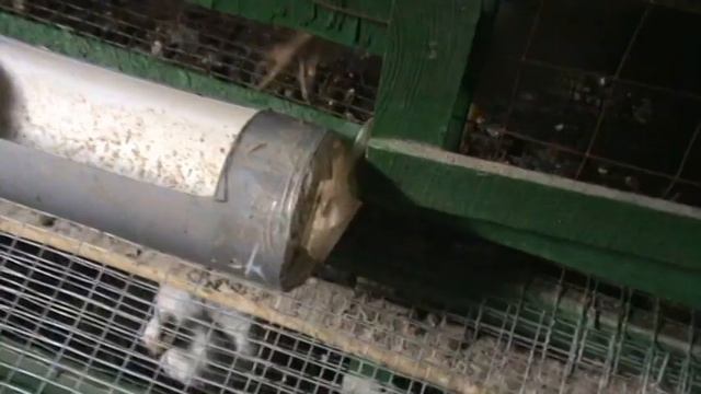 Клеточное содержание кур . Плюсы . смотреть онлайн