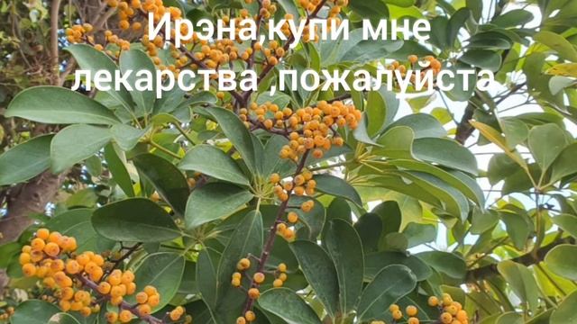 ИВРИТ С НУЛЯ . Урок 89. Играем в попугаев!Повторяя-запоминаем??? смотреть онлайн