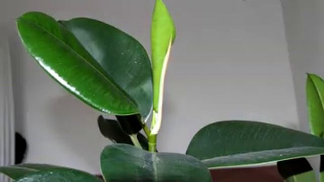 Opening leaf of a /Ficus Elastica/ смотреть онлайн