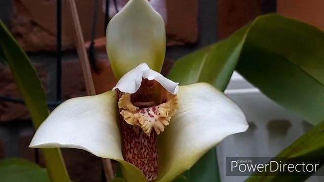 ОРХИДЕИ в домашних условиях- Maxillaria fletcheriana, Максиллярия grandiflora. смотреть онлайн
