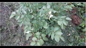 Картофель САРПО МИРА, у кого какой урожай?