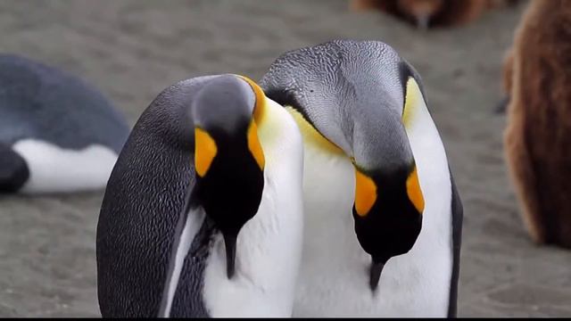 Animal Planet HD Germany Adverts & Idents 11.11.2013