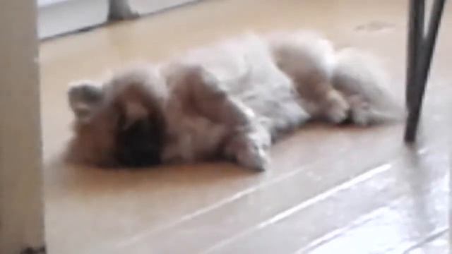 Собака-хрюкает !!! Чуть сума не свила ! Аяяй Талула... смотреть онлайн