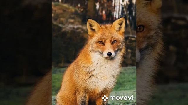 животный мир 🦄 смотреть онлайн