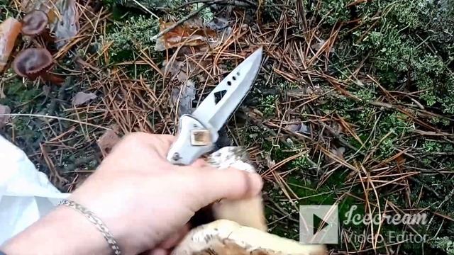 ПОХОД В ЛЕС ЗА БЕЛЫМИ ГРИБАМИ!!!НАШЕЛ МНОГО ГРЫБОВ!!! смотреть онлайн