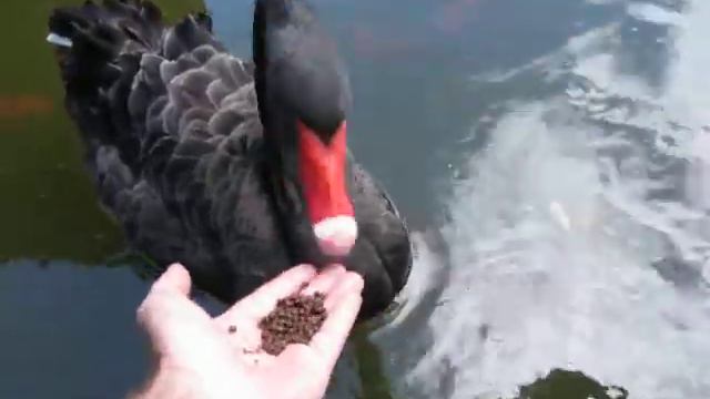 Hawaii храм байодо смотреть онлайн