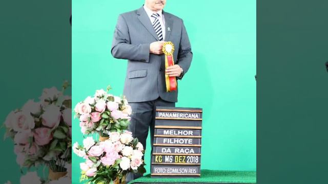 American Pit Bull terrier. Um pouco da história do canil Red Minas com o Pit Bull. смотреть онлайн