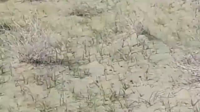 Пустыня.Узбекистан.Сергей Чекалин.Сахро.Узбекистан.Тинчлантирувчи музика.Кум.Desert.Uzbekistan. смотреть онлайн