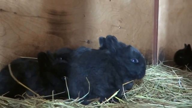 Кролики Большое Светлое Серебро от окрола до 1,5 мес смотреть онлайн