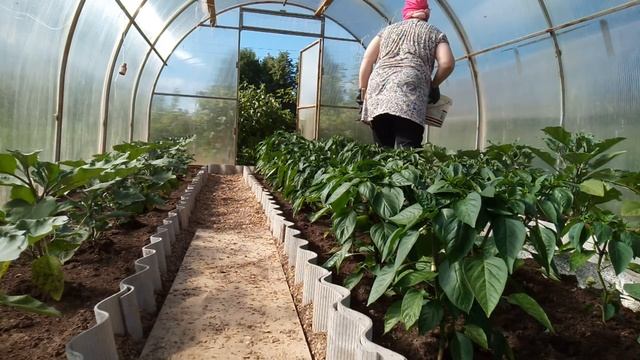 Прополка и полив в теплице Утром спозаранку работа кипит