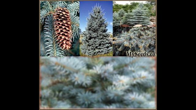 Colorado Blue Spruce Tree Seed - Picea pungens glauca Seeds on www.MySeeds.Co смотреть онлайн