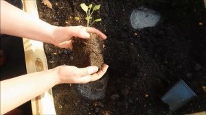 Посадка капусты декоративной в грунт.