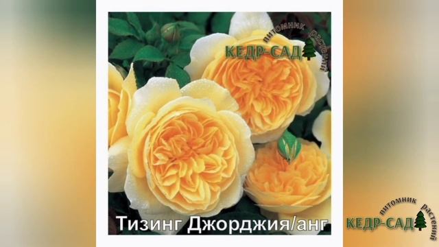 Розы английские, Д.Остин. Кедр-Сад смотреть онлайн