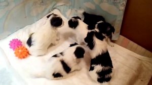 Щенки Бивера.Выбор.