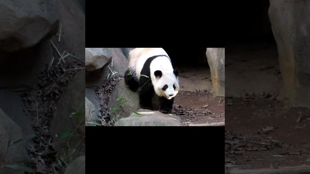 Rented Giant Panda Bears? #animals #zoo #panda #wildlife #pandabear